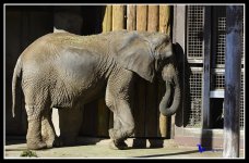Elephant 1 Pic.jpg