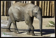 Elephant 2 Pic.jpg