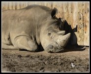Rhino 1.jpg