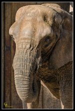 Day19Elephant.jpg