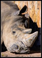 Day19Rhino.jpg