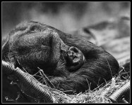 Day19Chimp.jpg