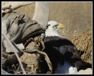Eagle 1.jpg
