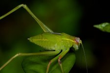 DSC_4246.jpg