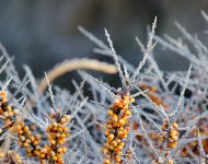 DSC_7780.jpg