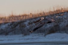Nikonites-19-12.jpg