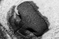 nose.jpg