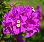purp-1.jpg