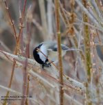020 Chickadee-140120_01.jpg