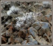 FROST 023.JPG