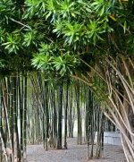 bamboo-1.jpg