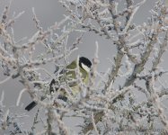 DSC_7988.jpg