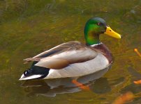 Mallard_4.jpg