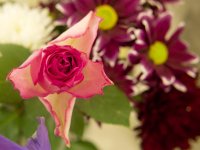 DSC_1272.jpg
