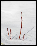 Day21Spring.jpg