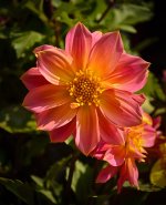 rosa-blume-1.jpg