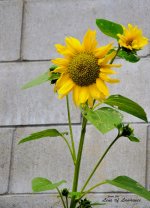 Multi headed sunflower LOL.jpg