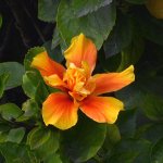 Hibiscus.jpg