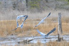 DSC_8184.jpg