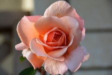 DSC_0303.jpg