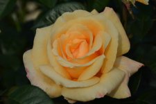 DSC_0309.jpg
