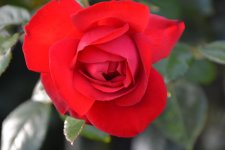 DSC_0312.jpg
