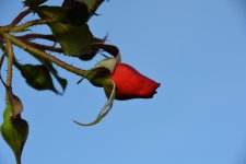 DSC_0316.jpg