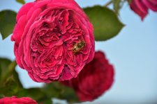 DSC_0321.jpg