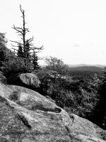 IMG_0322_7063-2.jpg