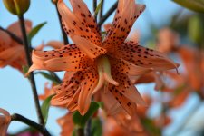 DSC_0320.jpg