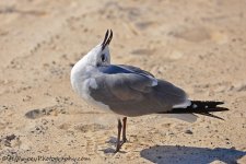 DSC_9912.jpg
