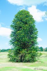 Lochiel Tree LOL.jpg