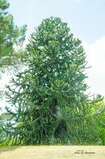 Lochiel Tree 2 LOL.jpg