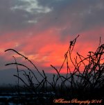 Sunset at the Wildlife Preserve.jpg