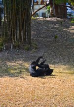 monkey-5.jpg