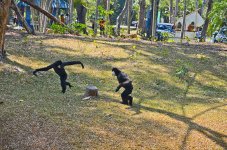 monkey-1.jpg