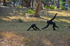 monkey-2.jpg