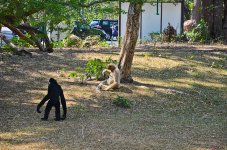 monkey-3.jpg