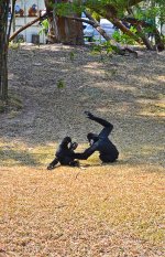 monkey-4.jpg
