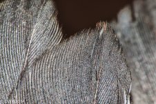 feather tips.jpg