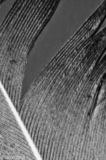 feather bw.jpg