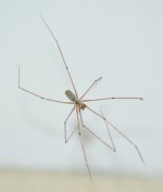 Spider_2.jpg