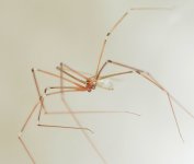 Spider_3.jpg