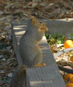 Squirrel_2.jpg