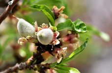 Fuzzy-Almond.jpg