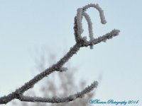Frozen Fog on the Tree.jpg
