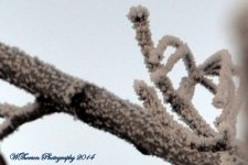 Frozen Fog on the Tree 2.jpg