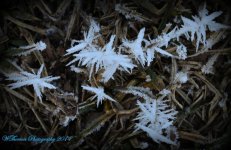 Morning Crystals.jpg