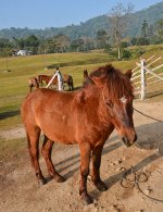 brownhorse-1.jpg