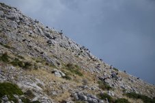 DSC_7474.JPG